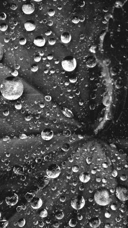 my48-water-drop-on-leaf-summer-dark-bw-live