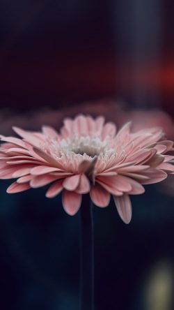 my65-flower-blue-calm-nature-bokeh