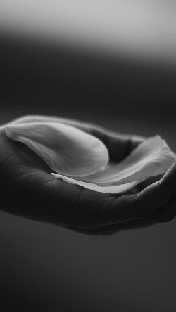 my83-hand-flower-dark-bw-human-nature