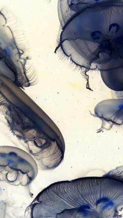 mz17-pacific-jellyfish-ocean-sea-animal-nature-white