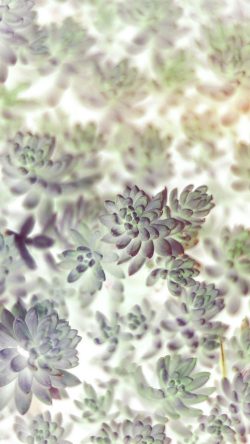 mz63-nature-leaf-green-flower-white-flare