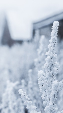 mz69-snow-white-winter-flower