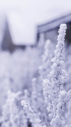 mz70-snow-white-winter-flower-blue