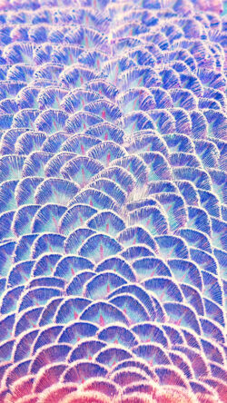 mz89-peacock-bird-feather-blue