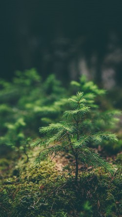mz92-green-moss-flower-nature