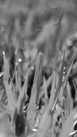 na05-dark-leaf-lawn-flower-nature