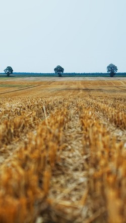 na21-falm-fall-field-nature-yellow