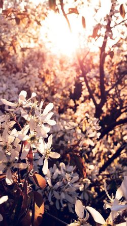 na29-tree-flower-blossom-spring-nature