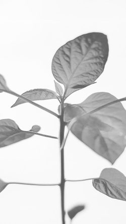 na33-flower-leaf-simple-minimal-nature-bw