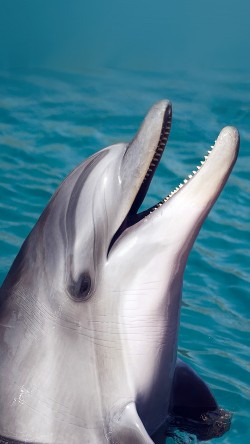na62-dolphin-sea-animal-cute