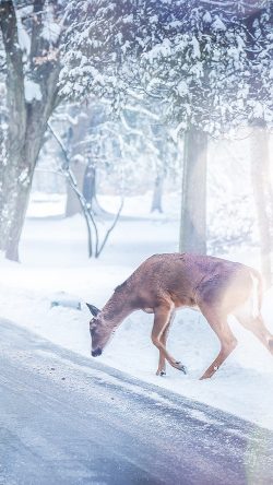 nb26-christmas-deer-street-snow-winter-nature-animal-white
