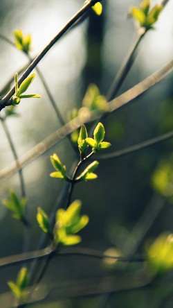 nb27-spring-leave-green-nature-bokeh-tree