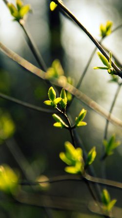 nb28-spring-leave-green-nature-bokeh-tree-dark