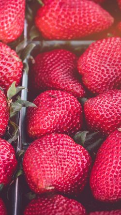 nc18-strawberry-red-fruit-nature-spring-flare