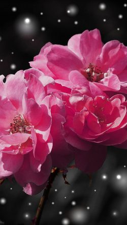 nc38-flower-red-snow-nature-art