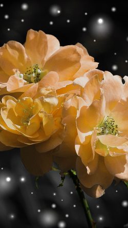 nc39-flower-yellow-snow-nature-art