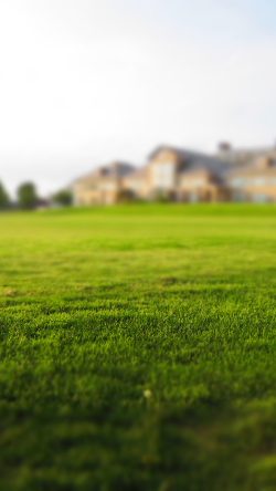 nc50-garden-nature-green-lawn