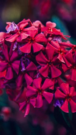 nc58-nature-flower-red-blossom-beautiful-spring
