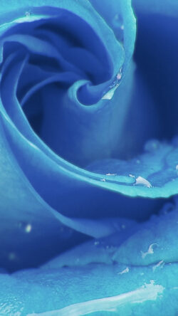 nc68-love-romantic-rose-blue