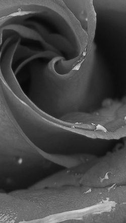 nc69-love-romantic-rose-dark-bw