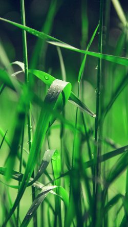 nc72-grass-lawn-flower-green-blue-leaf-rain