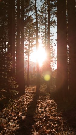 nc88-shiny-mountain-sunny-wood-summer