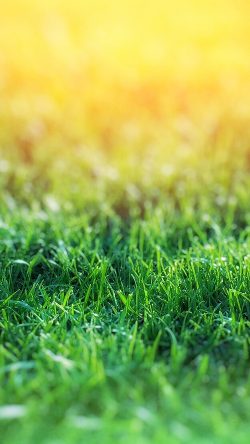 nd15-lawn-flower-green-bokeh-nature