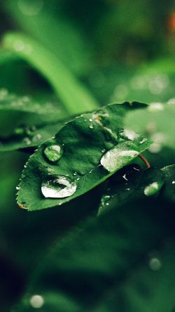 nd38-leaf-rain-green-nature-forest-blue