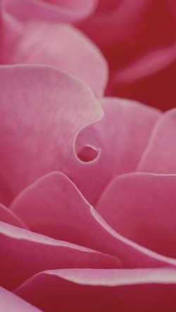 nd40-rose-flower-leaf-pink