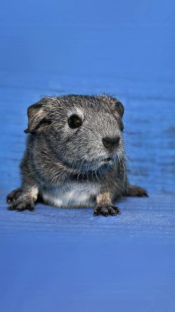nd56-guinea-pig-cute-animal-pet-blue