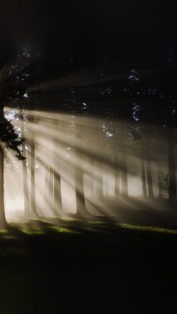ne00-light-in-wood-forest-nature-shine