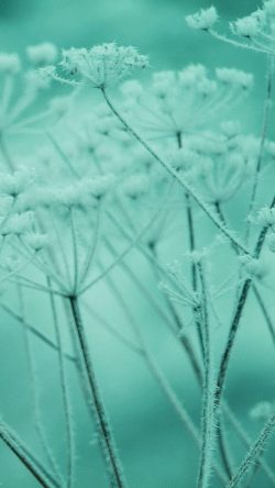 ne21-ipad-snow-winter-flower-green-nature-bokeh