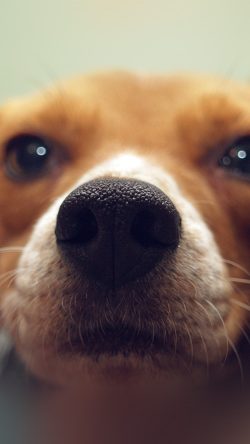 ne89-cute-dog-animal-face