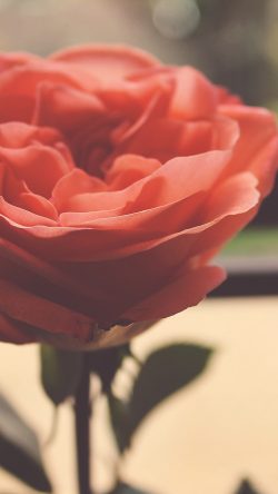 ne90-rose-flower-nartue-home-love-art