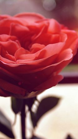 ne91-rose-flower-nartue-home-love-art-flare-red