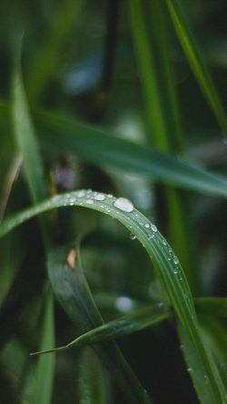 nf08-nature-leaf-green-after-rain