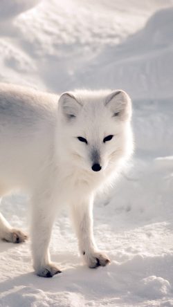 nf27-white-artic-fox-snow-winter-animal
