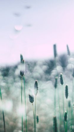 nf49-flower-bokeh-spring-sunlight-nature