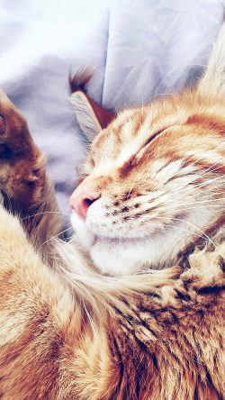 nf64-cat-nap-sleeping-animal-cute-orange-blue