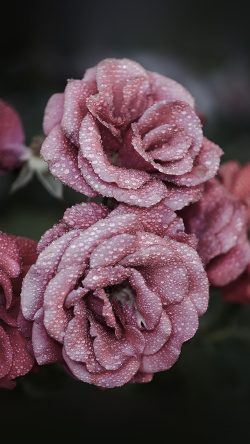 nf65-rose-pink-raindrop-flower-summer-nature