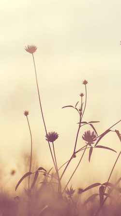 nf90-flower-nature-fall-romantic-old