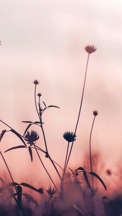 nf91-flower-nature-fall-romantic-old-pink