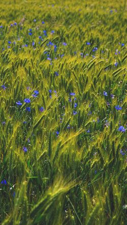 ng10-flower-blue-nature-love-summer-day