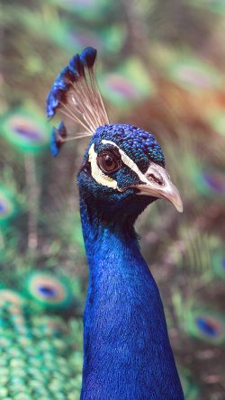ng45-peacock-animal-bird-nature-blue-flare