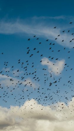 ng83-birds-sky-animal-fly-blue-cloud-nature