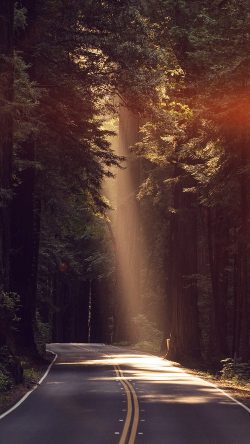 nh16-light-road-wood-forest-way-nature-flare