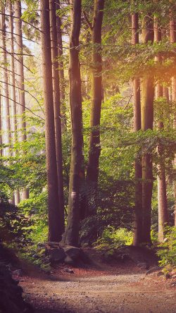 nh30-nature-wood-forest-sunshine-mountain-flare
