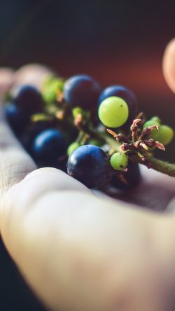 nh40-grape-fruit-in-hand-bokeh-art-flare
