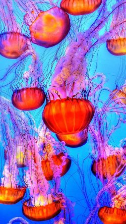 nh64-jellyfish-water-ocean-red-blue