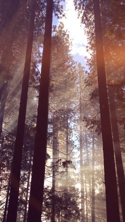 nh67-forest-wood-tree-light-summer-nature-flare